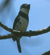 Pied Puffbird, Brazil, Sept 2000 - click for larger image