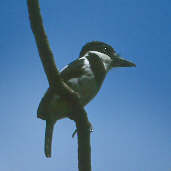 Pied Puffbird, Brazil, Sept 2000 - click for larger image