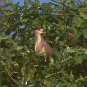 Immature Black-crowned Night-heron, Brazil, Sept 2000 - click for larger image