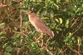 Immature Black-crowned Night-heron, Brazil, Sept 2000 - click for larger image