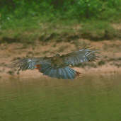 Chaco Chachalaca, Brazil, Sept 2000 - click for a larger image