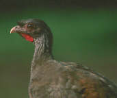 Chaco Chachalaca, Brazil, Sept 2000 - click for a larger image