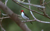 Red-capped Cardinal, Cristalino, Mato Grosso, Brazil, Sept 2000 - click for larger image
