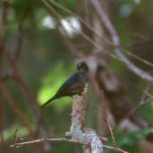 Immature male Blue-black Grosbeak, Brazil, Sept 2000 - click for larger image
