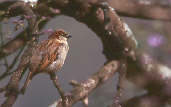 House Sparrow, Brazil, Sept 2000 - click for larger image