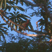 White-crested Guan, Brazil, Sept 2000 - click for larger image