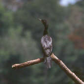 Olivaceous Cormorant, Cristalino River Mato Grosso, Brazil, Sept 2000 - click for larger image