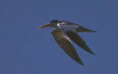 Large-billed Tern, Brazil, Sept 2000 - click for a larger image