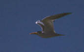 Large-billed Tern, Brazil, Sept 2000 - click for a larger image