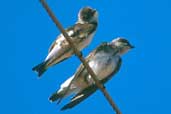 Brown-chested Martin, Pantanal, Mato Grosso, Brazil, Sept 2000 - click for larger image