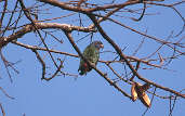 Blue-headed Parrot, Alta Floresta, Mato Grosso, Brazil, Sept 2000 - click for larger image