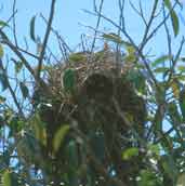 Great Kiskadee Nest, Pantanal, Brazil, Sept 2000 - click for larger image