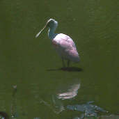 Roseate Spoonbill, Brazil, Sept 2000 - click for larger image