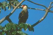 Southern Caracara, Pantanal, Mato Grosso, Brazil, Sept 2000 - click for larger image