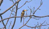 Lettered Araçari, Alta Floresta, Mato Grosso, Brazil, Sept 2000 - click on image for larger view