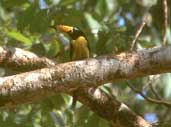 Lettered Araçari, Alta Floresta, Mato Grosso, Brazil, Sept 2000 - click on image for a larger view