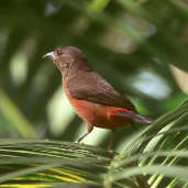 Female Brazilian Tanager, Brazil, Sept 2000 - click for larger image