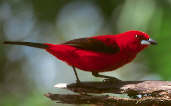 Male Brazilian Tanager, Ubatuba, São Paulo, Brazil, September 2000 - click for larger image