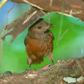 Female Brazilian Tanager, Brazil, Sept 2000 - click for larger image