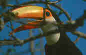 Toco Toucan, Brazil, Sept 2000 - click for larger image