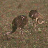 Greater Rhea, Pantanal, Brazil, Sept 2000 - click for larger image