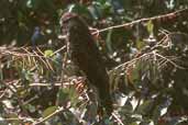 Female Snail Kite, Brazil, Sept 2000 - click for larger image