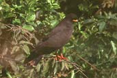 Male Snail Kite, Brazil, Sept 2000 - click for larger image