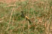 Greyish Saltator, Pantanal, Mato Grosso, Brazil, Sept 2000 - click for larger image