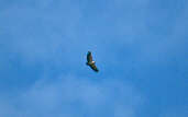 King Vulture, Chapada dos Guimarães, Mato Grosso, Brazil, Sept 2000 - click for larger image