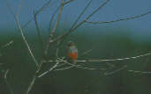 Tawny-bellied Seedeater, Brazil, Sept 2000 - click for larger image