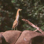 Immature Rufescent Tiger-heron, Alta Floresta, Brazil, Sept 2000 - click for a larger image