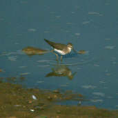 Solitary Sandpiper, Brazil, Sept 2000 - click for larger image