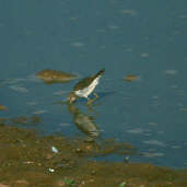 Solitary Sandpiper, Brazil, Sept 2000 - click for larger image