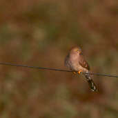 Long-tailed Ground-dove, Brazil, Sept 2000 - click for a larger image