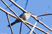 Pale-legged Gravateiro, Serra Bonita, Camacan, Bahia, Brazil, November 2008 - click for larger image