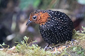 Ocellated Tapaculo, Refugio Paz de las Aves, Ecuador, November 2019 - click for larger image