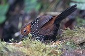 Ocellated Tapaculo, Refugio Paz de las Aves, Ecuador, November 2019 - click for larger image