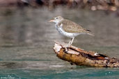 Spotted Sandpiper, Dezadeash Lake, Yukon, Canada, June 2009 - click for larger image