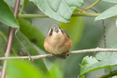 Speckled Hummingbird. Rio Blanco, Caldas, Colombia, April 2012 - click for larger image