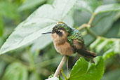 Speckled Hummingbird. Rio Blanco, Caldas, Colombia, April 2012 - click for larger image