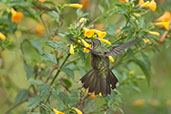 Speckled Hummingbird. Rio Blanco, Caldas, Colombia, April 2012 - click for larger image