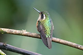 Speckled Hummingbird. Aguas Verdes, San Martin, Peru, October 2018 - click for larger image