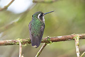 Speckled Hummingbird. Cabanas San Isidro, Ecuador, November 2019 - click for larger image