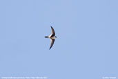 Andean Swift, Putre, Chile, February 2007 - click for larger image