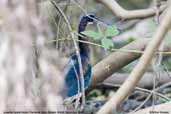 Juvenile Agami Heron, Pantanal, Mato Grosso, Brazil, December 2006 - click for larger image