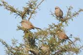 Bay-winged Cowbird, Barra do Quaraí, Rio Grande do Sul, Brazil, August 2004 - click for larger image