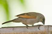 Bay-winged Cowbird, Pantanal, Mato Grosso, Brazil, December 2006 - click for larger image