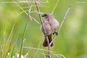 Bay-winged Cowbird, Pantanal, Mato Grosso, Brazil, December 2006 - click for larger image