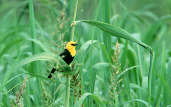 Male Yellow-hooded Blackbird, Marchantaria Island, Amazonas, Brazil, July 2001 - click for larger image