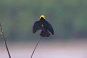 Male Yellow-hooded Blackbird, Palmarí, Amazonas, Brazil, September 2003 - click for larger image